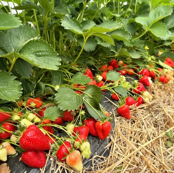 Fraises Gariguette fraîches cultivées en Dordogne