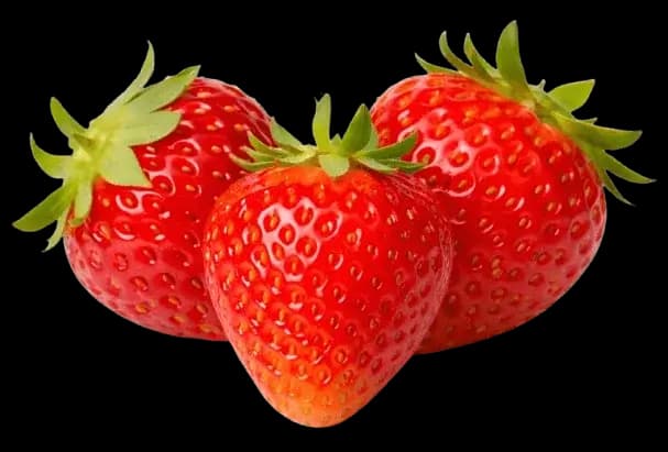 Fraise Mara des Bois – variété parfumée cultivée en Dordogne